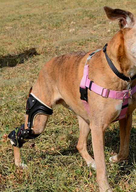 Les orthoprotheses animales