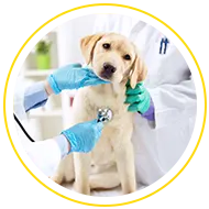 Soins veterinaires