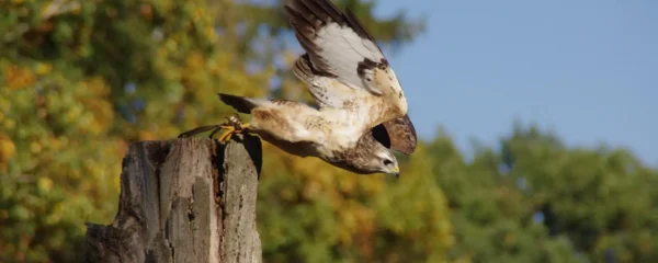 zoo d'oiseaux.png