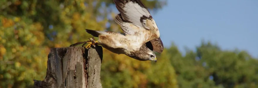 zoo d'oiseaux.png